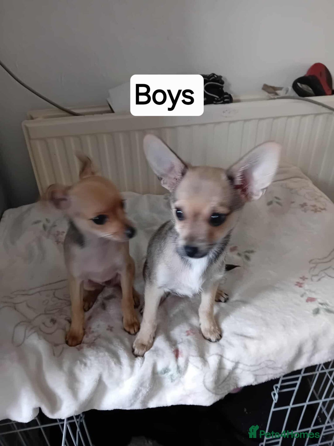Miniature Pinscher dogs for sale: Mini pinscher for sele  - Image 5