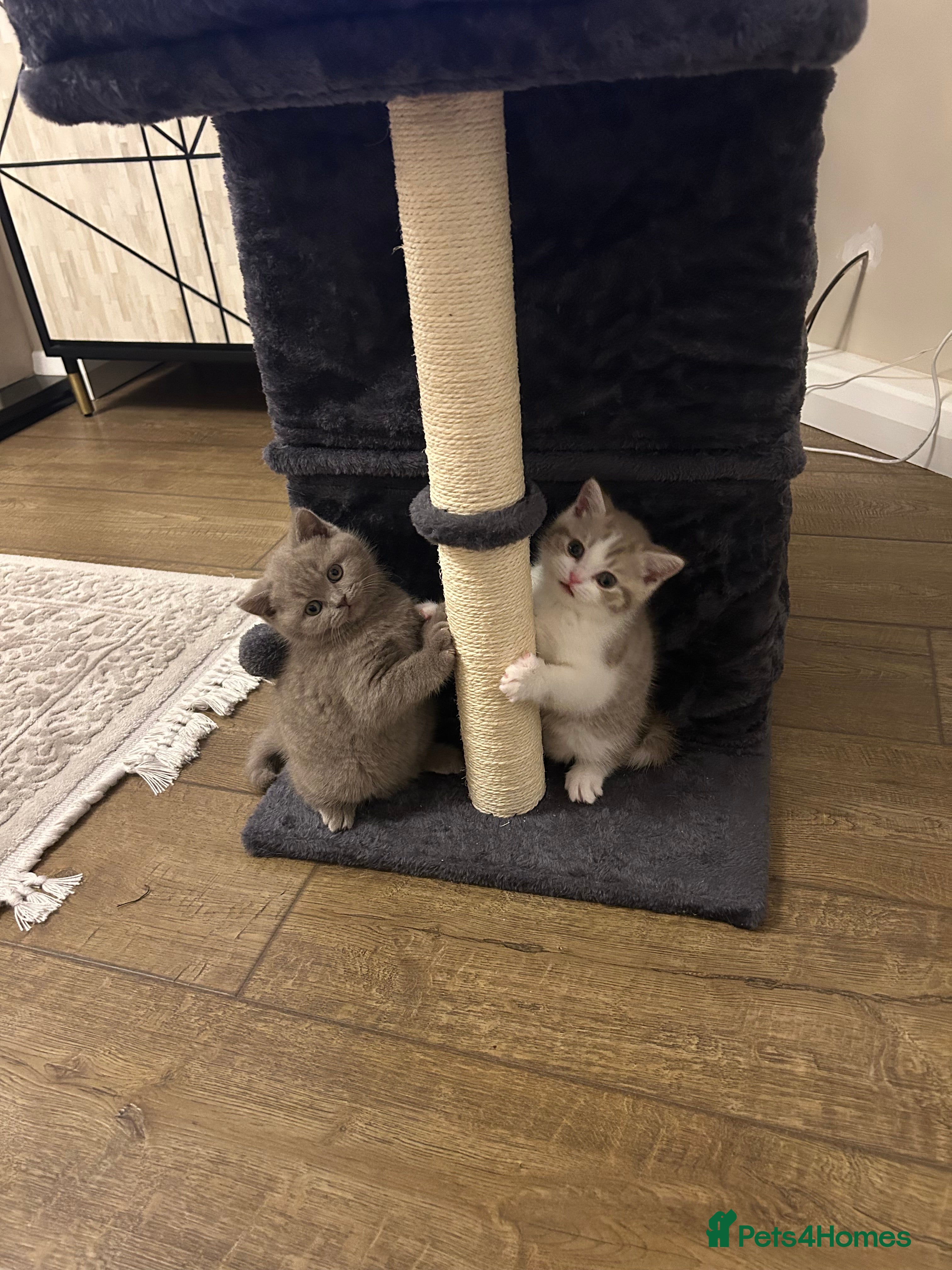 British Shorthair cats British shorthair kittens - Advert 11