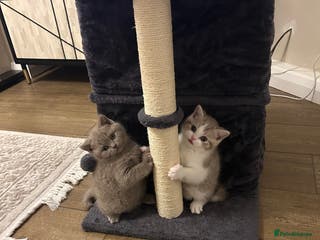 British Shorthair cats British shorthair kittens - Advert 3