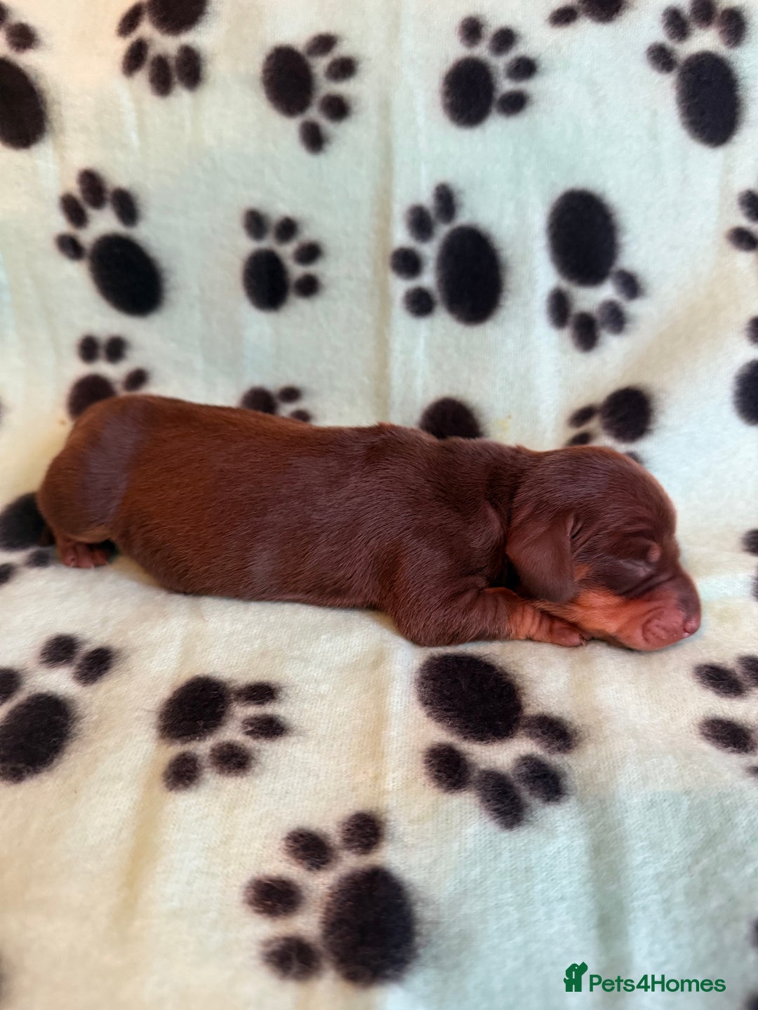 Miniature Dachshund dogs for sale: Kennel Club Mini Dachshunds  - Advert 10