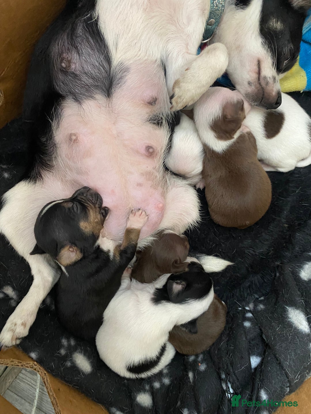 Chihuahua dogs for sale: Last 2 Chihuahua pups - Image 9
