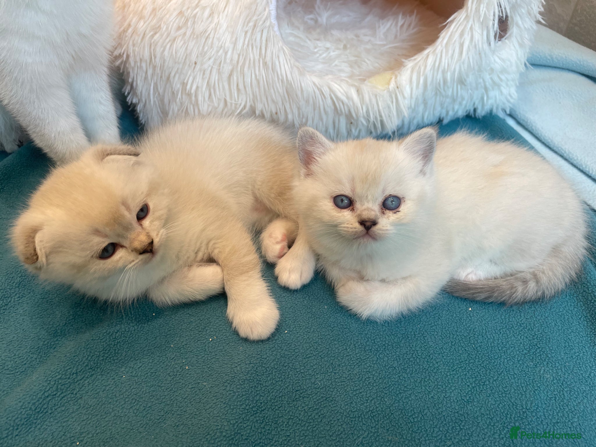 Scottish Fold cats Adorable Scottish Fold/Ragdoll boys - Advert 1