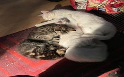 British Shorthair cats for sale:  4 Lovely Little One's - Image 2