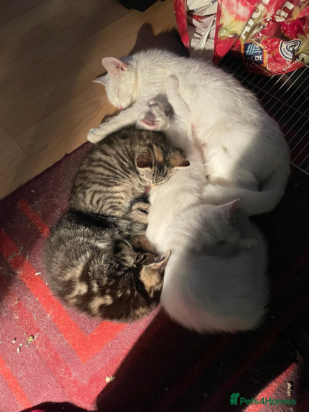 British Shorthair cats for sale:  4 Lovely Little One's - Image 2