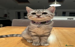 British Shorthair cats for sale:  BSH Female Grey Stripe Kitten - Image 5