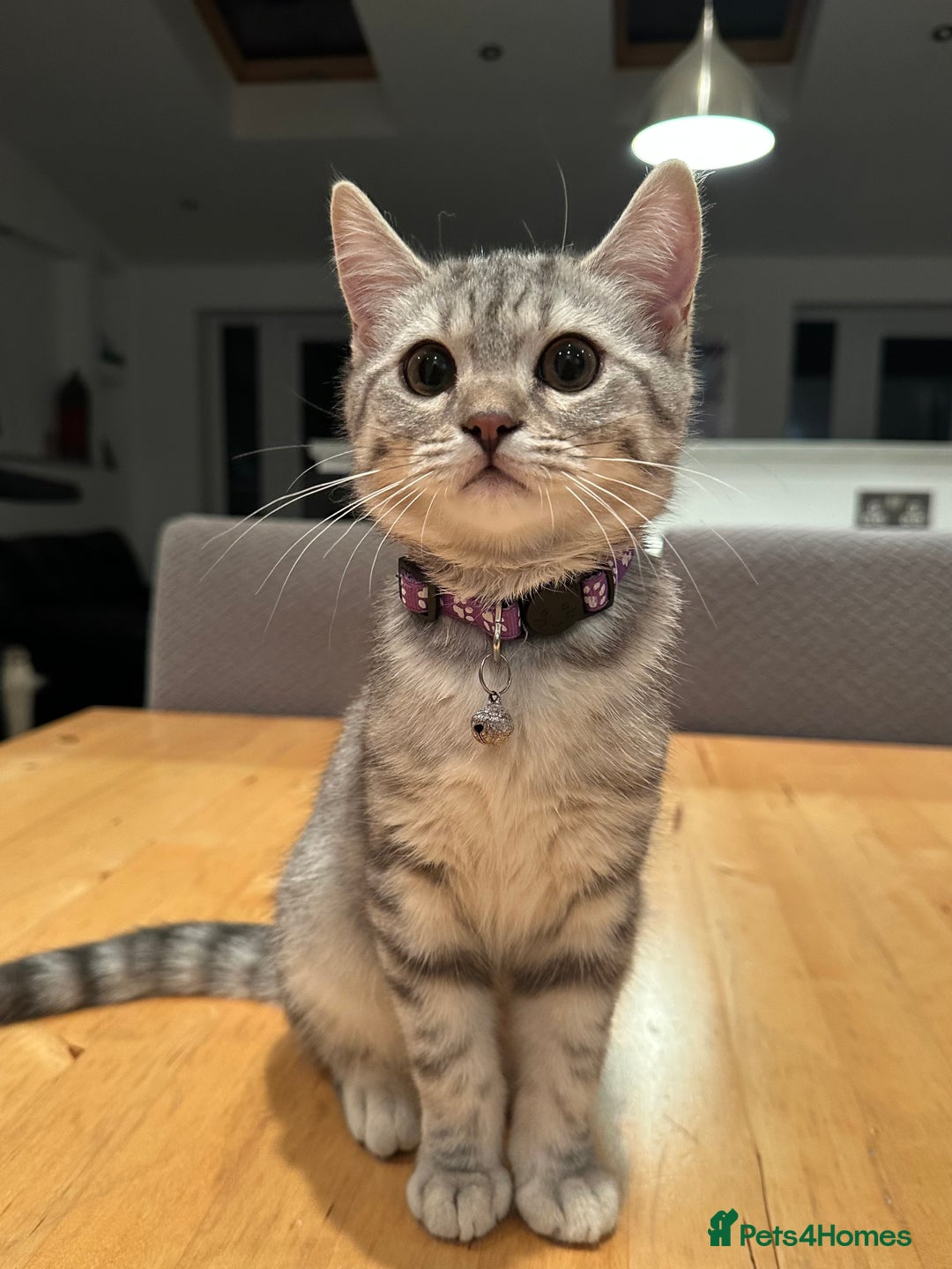British Shorthair cats for sale:  BSH Female Grey Stripe Kitten - Image 5