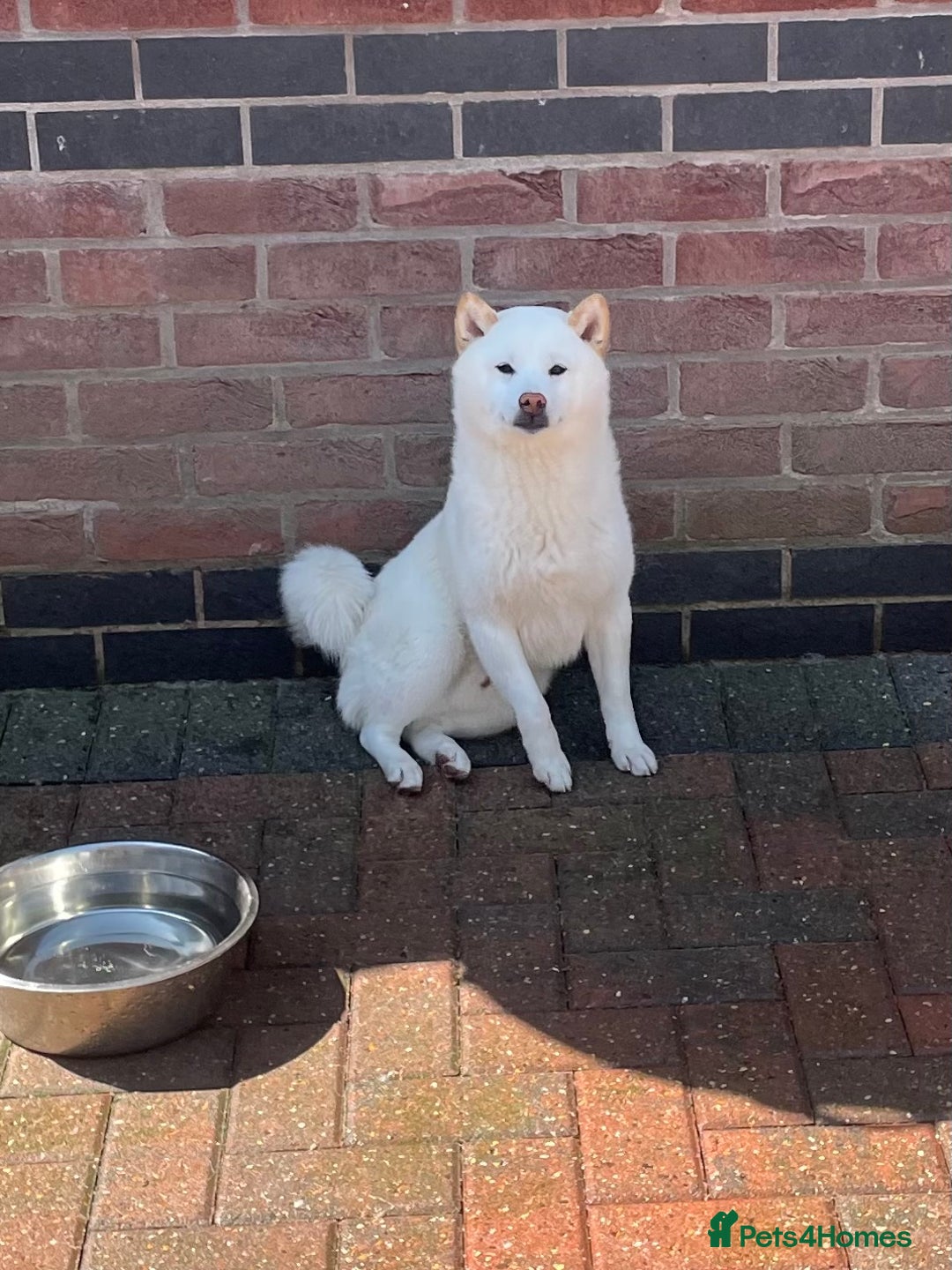 Japanese Shiba Inu dogs for stud: Health tested, KC Registered, Proven Stud - Image 5