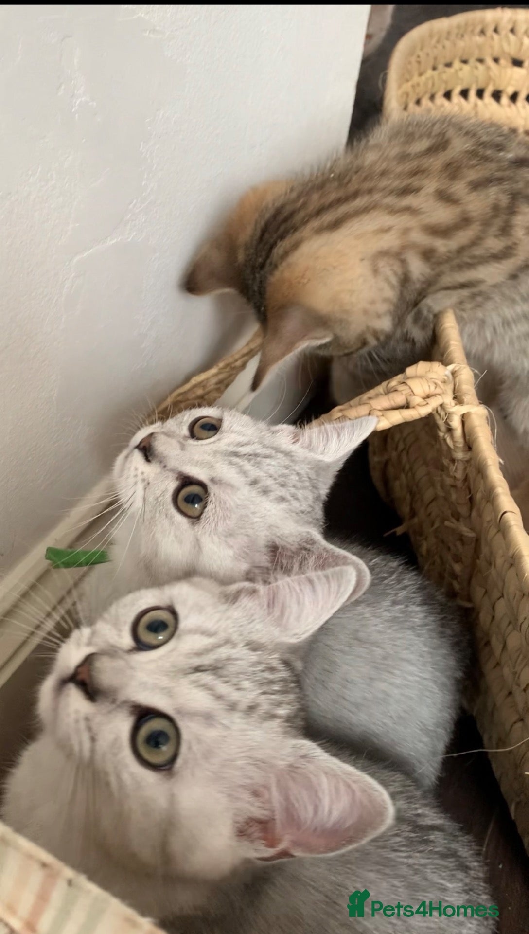 British Shorthair cats Beautiful British Shorthair Babies 🤍 - Advert 2