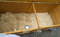 Ferret rodents for sale: Albino Ferret David Lister  - Image 2