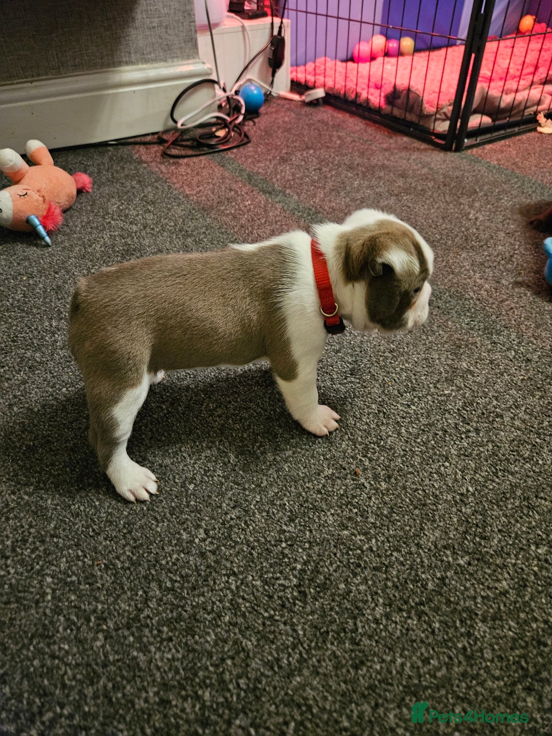 Mixed Breed dogs for sale: Frenchton Pups - Image 18