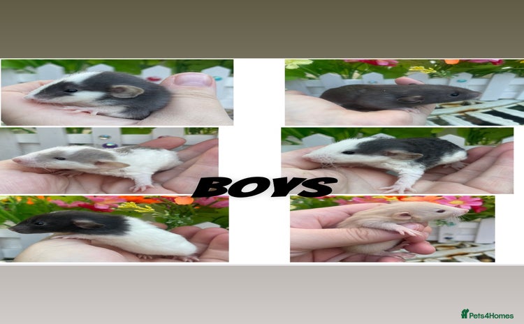 Rat rodents Stunning baby rats! - Advert 2