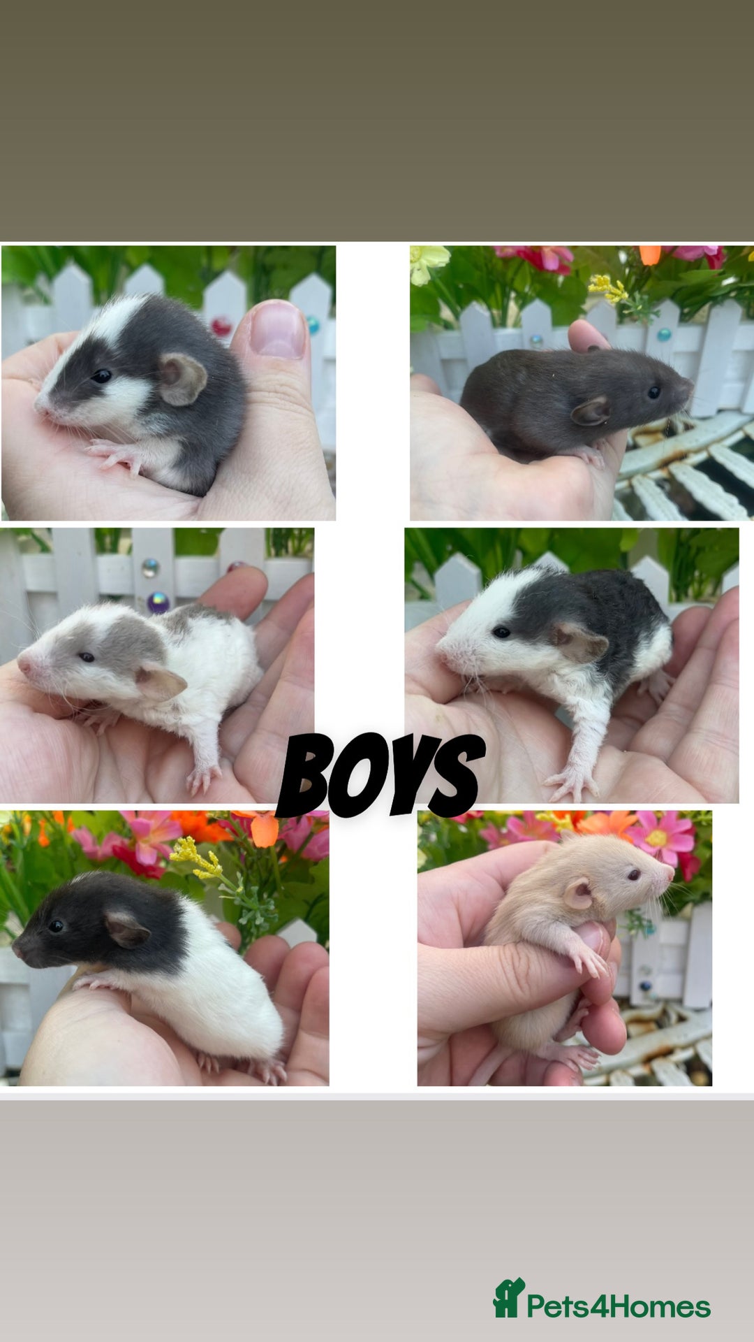 Rat rodents for sale: Stunning baby rats! - Advert 1