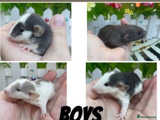 Rat rodents Stunning baby rats! - Advert 15