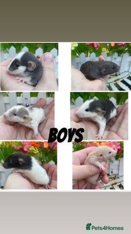 Rat rodents Stunning baby rats! - Advert 1