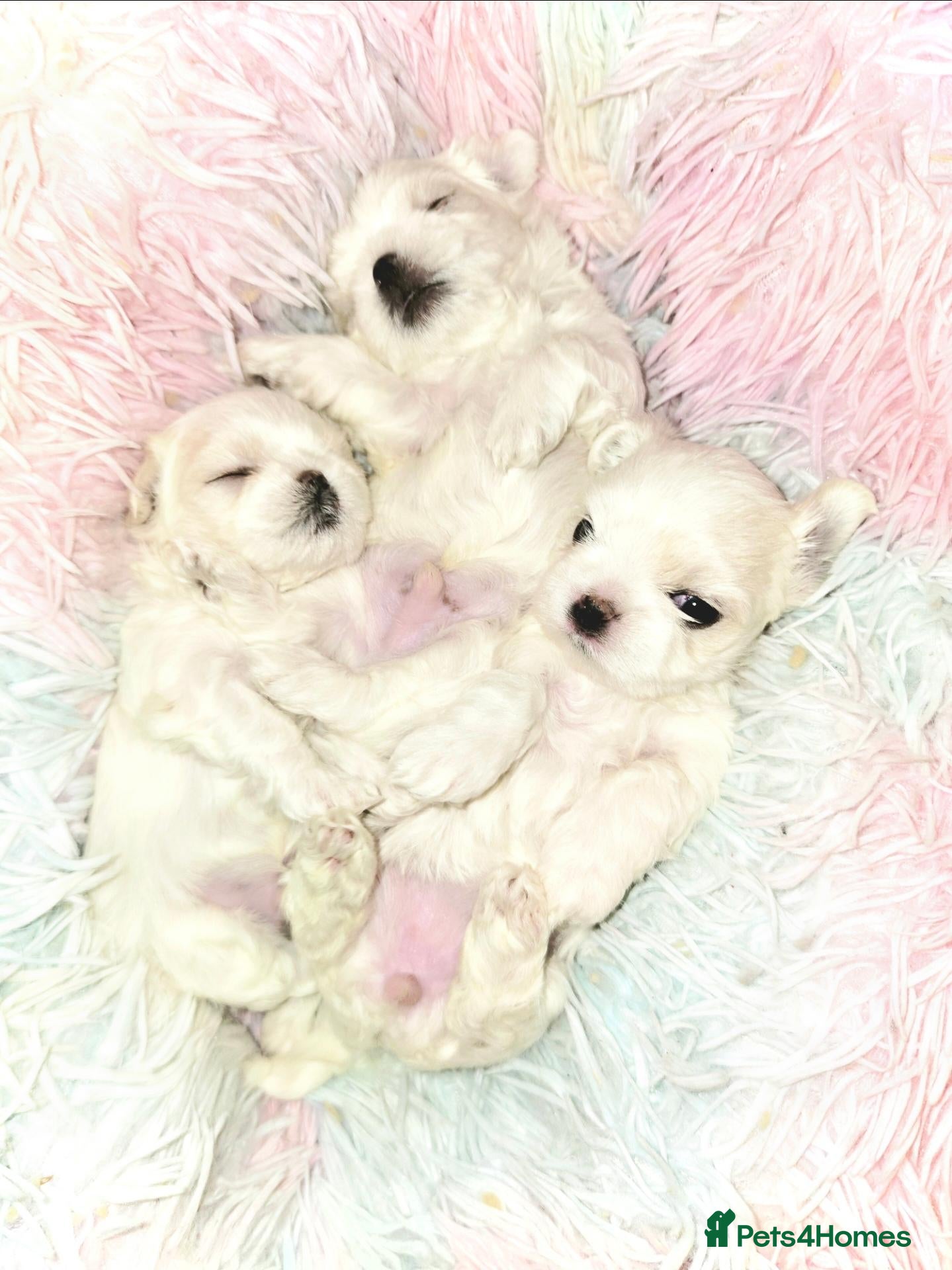 Maltese dogs for sale: FULL KOREAN MALTESE PUPIES🐶KC reg🐶DOLL FACE🐶 - Advert 2