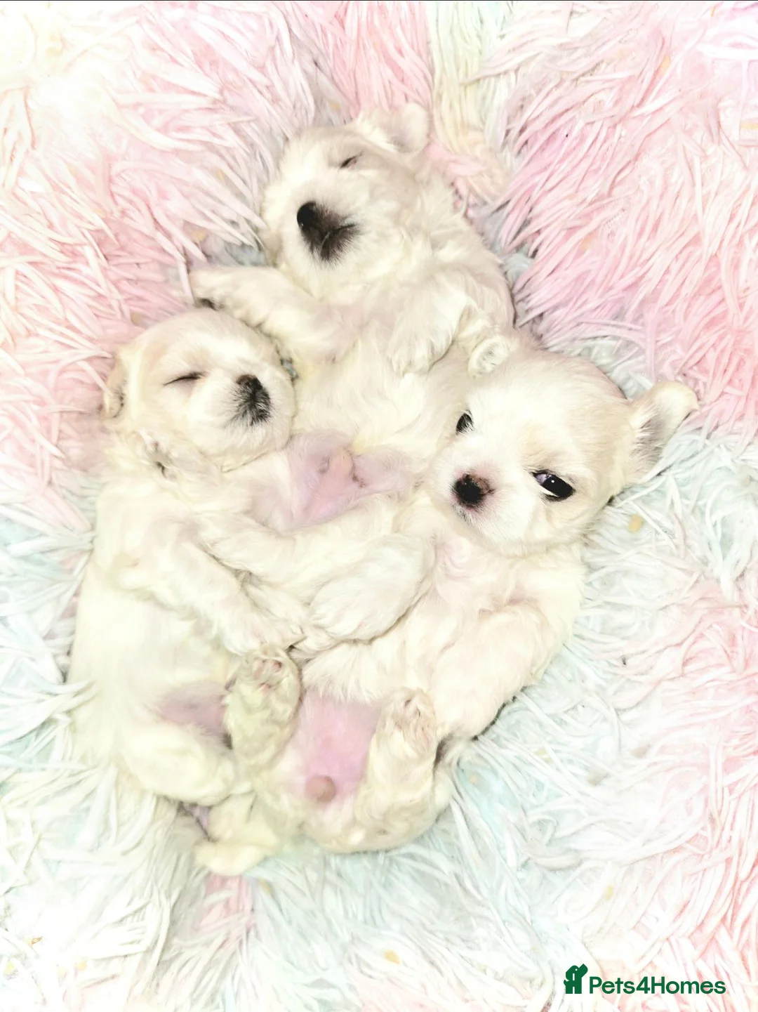 Maltese dogs for sale: FULL KOREAN MALTESE PUPIES🐶KC reg🐶DOLL FACE🐶 in Harrow - Advert 2