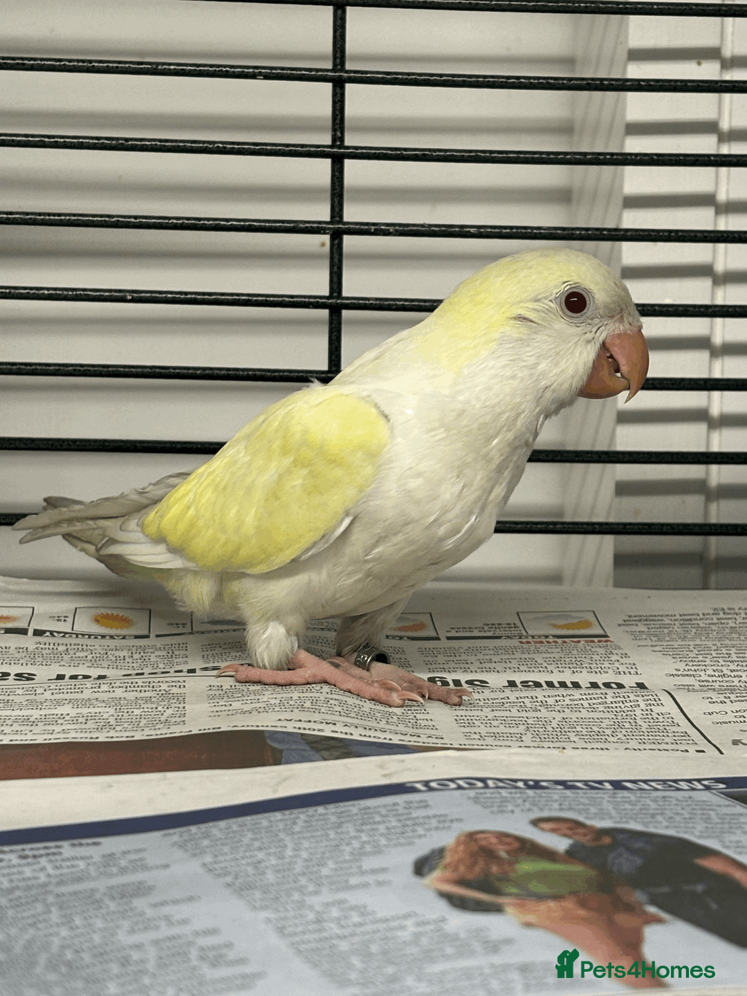 Parrots birds for sale: Gorgeous Handreared baby Quakers  - Advert 4