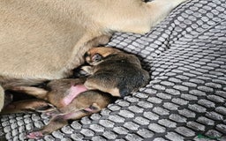 French Bulldog dogs for sale: Gorgeous french bulldogs - Image 23