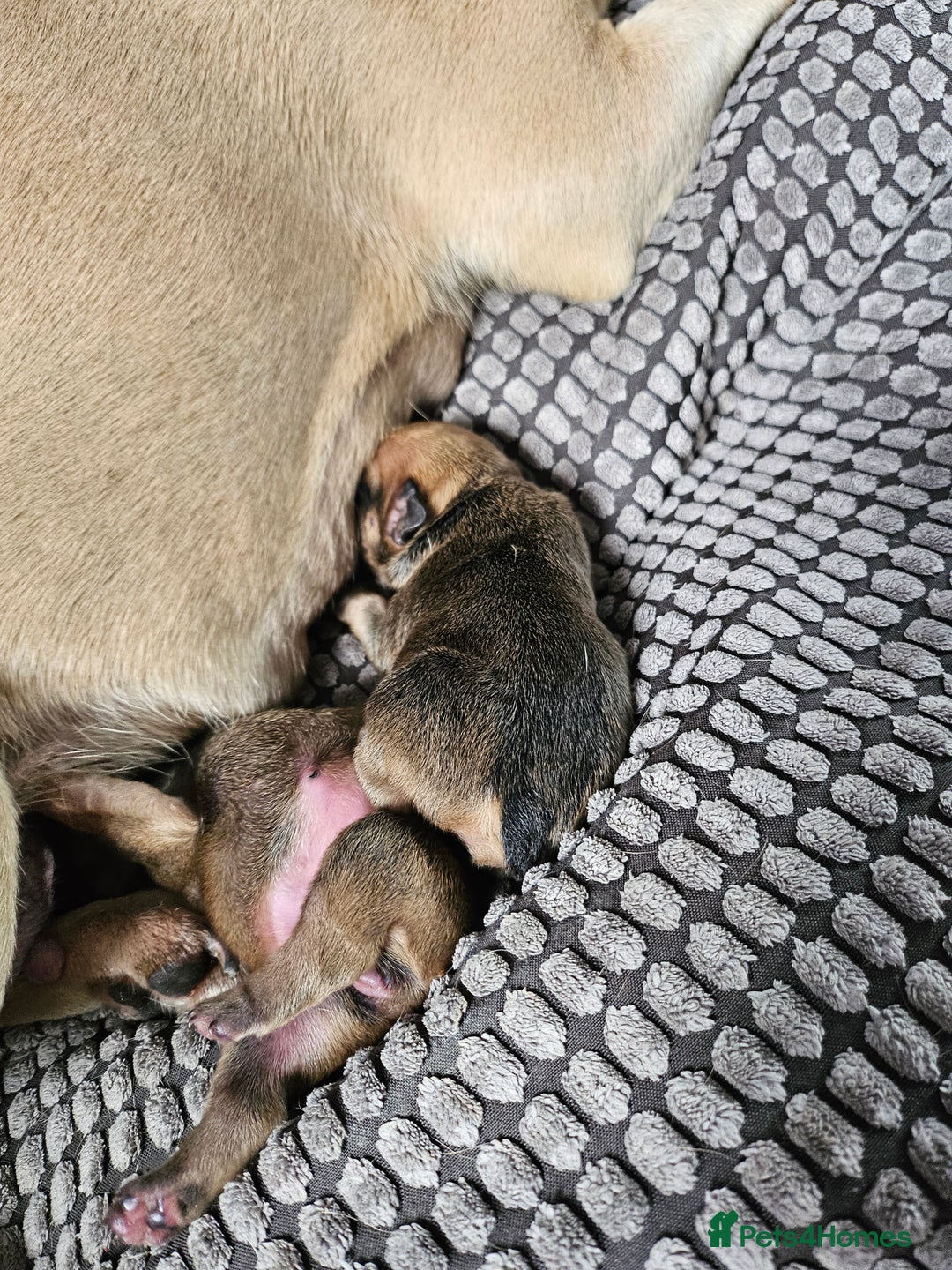 French Bulldog dogs for sale: Gorgeous french bulldogs - Image 23