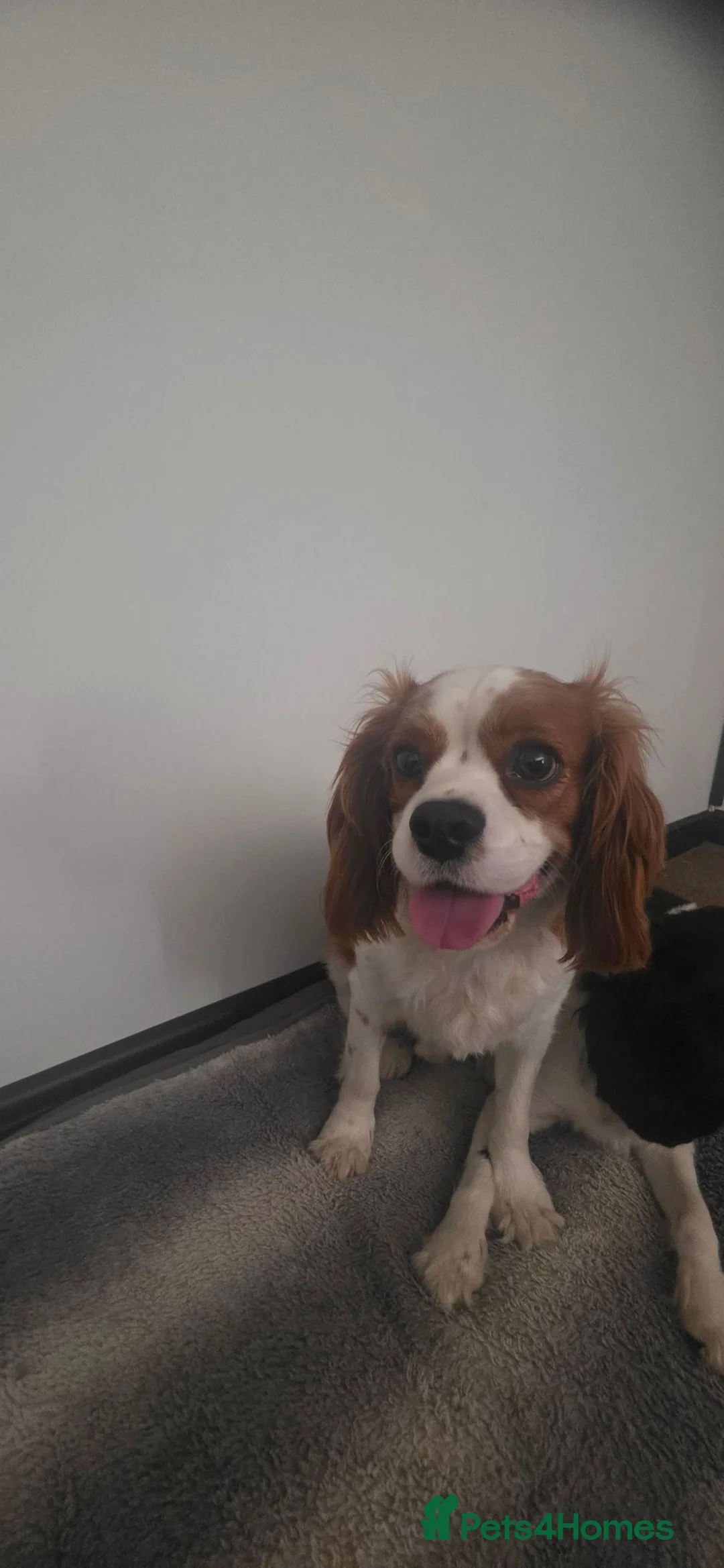 Cavalier King Charles Spaniel dogs for sale: Cavalier king Charles spaniel rehome - Advert 2