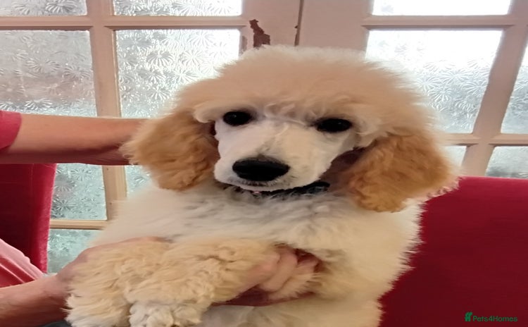 Standard Poodle dogs - Advert 10