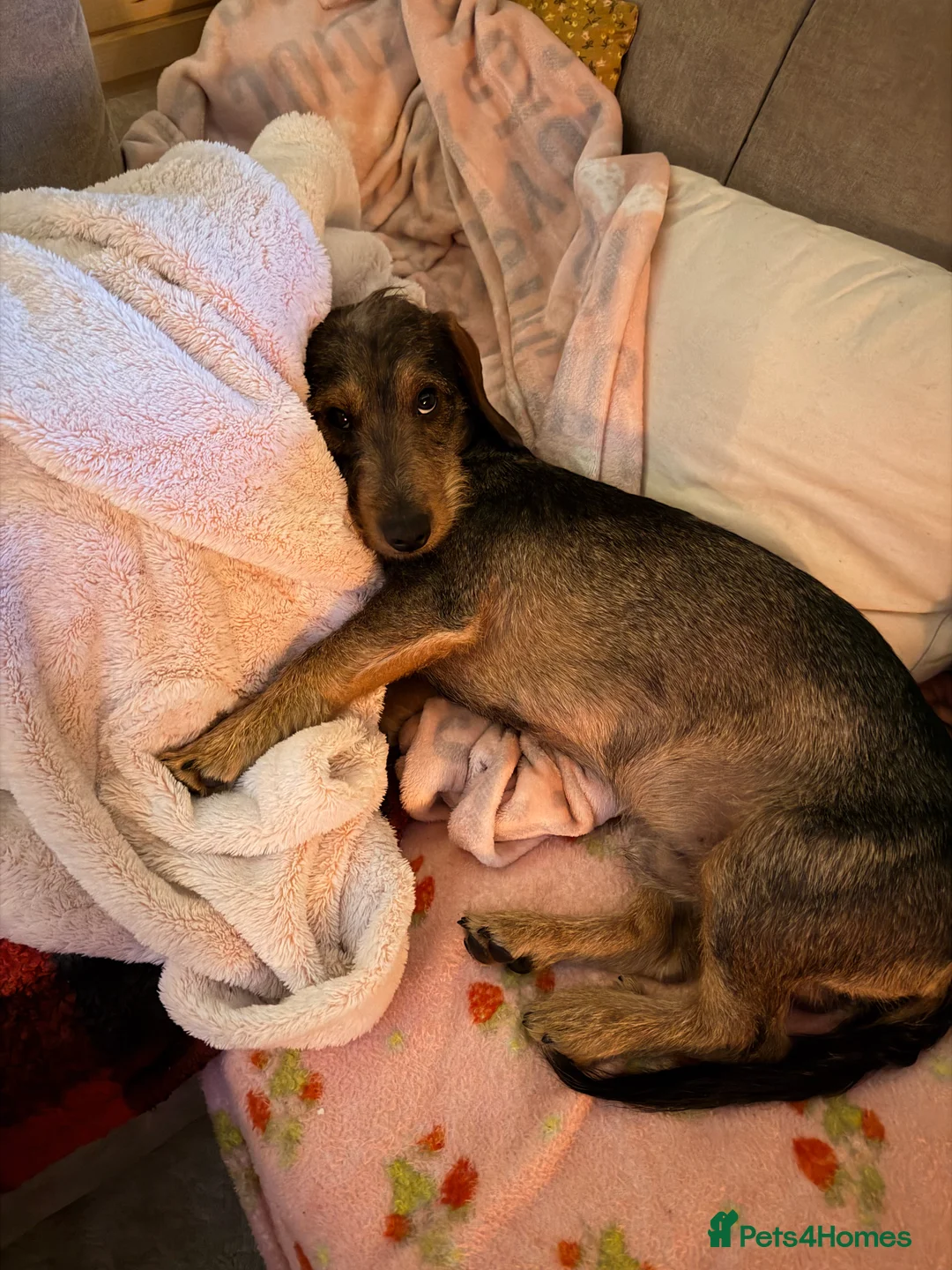 Airedale Terrier dogs for stud: Walter needs a mate! - Advert 4