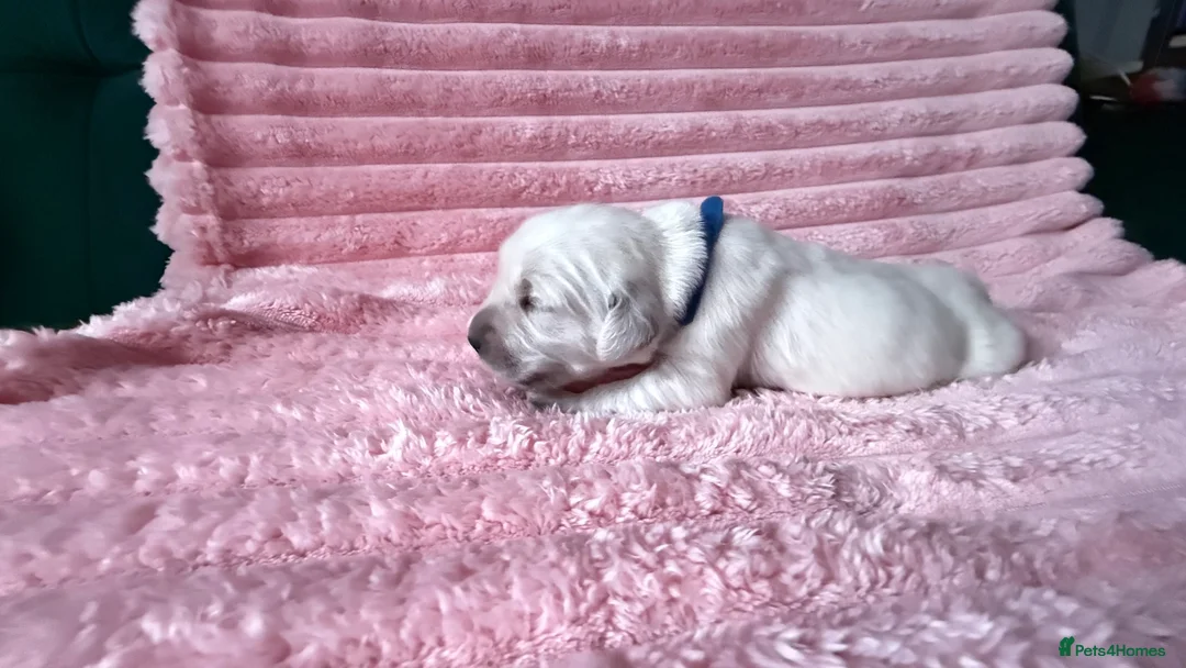Golden Retriever dogs for sale: Gorgeous Golden Retriever Puppies For Sale - Advert 2
