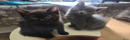 Mixed Breed cats for sale: British shorthair x maincoon - Advert 3