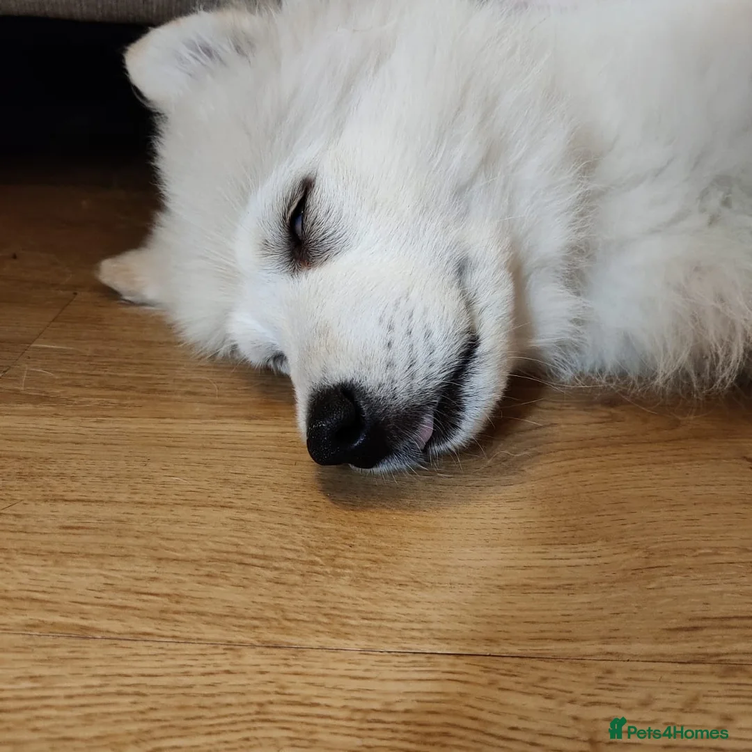 Samoyed dogs for sale: Samoyed Male 4 years old - Advert 3