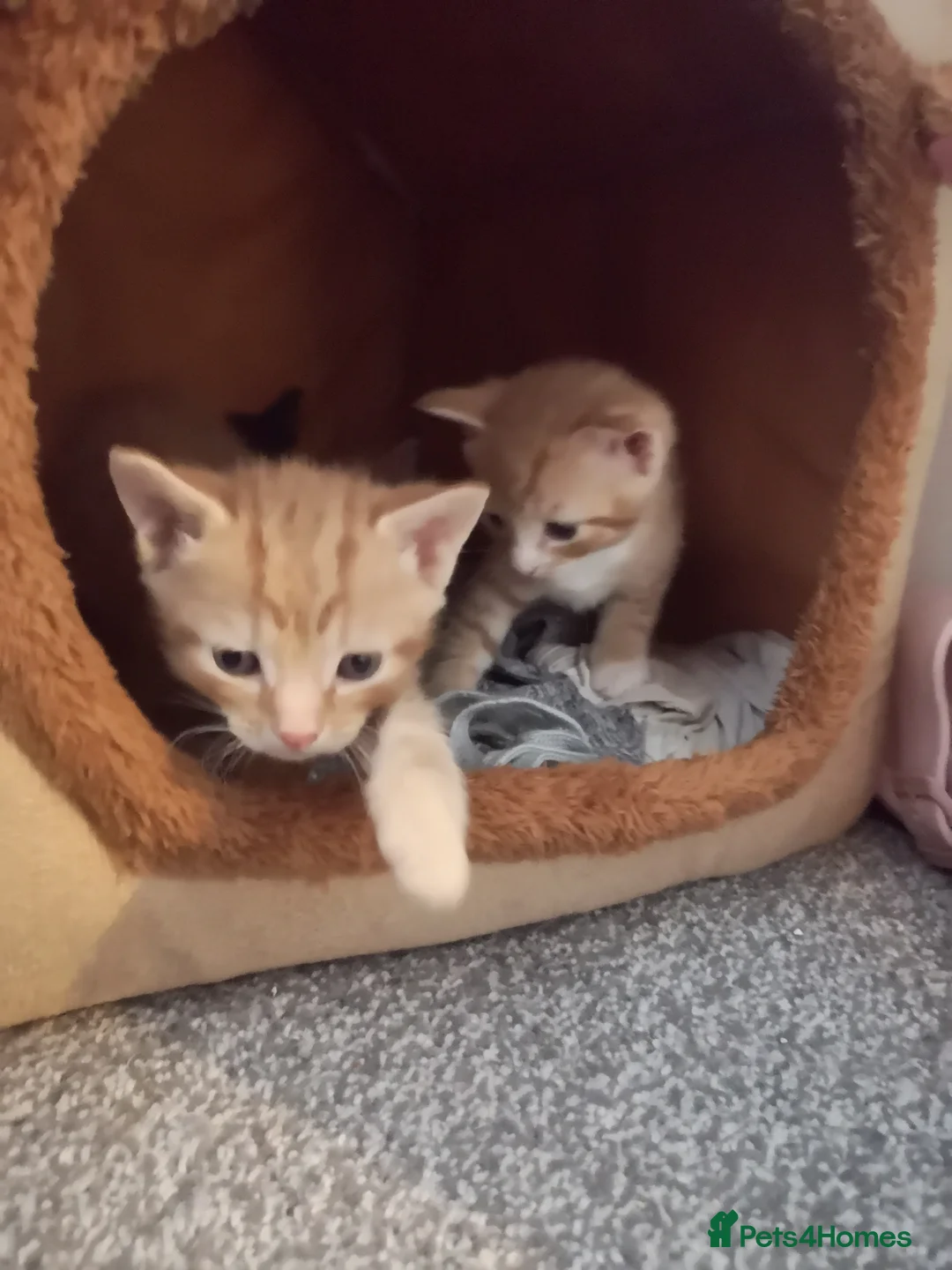 Bengal cats for sale: Bengal Tiger x  - Advert 2