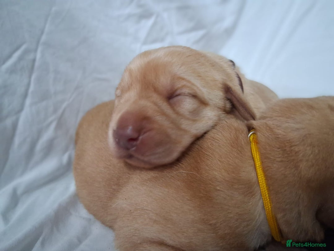 Labrador Retriever dogs for sale: Chunky labrador puppies  - Image 17