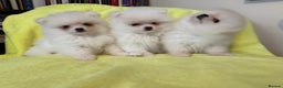Pomeranian dogs for sale: Pure breed Pomeranian 💙 last boy  in London - Advert 2