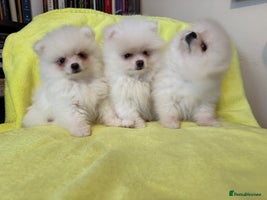 Pomeranian dogs in London - Advert 5