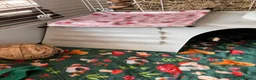 Guinea Pig rodents for sale: 11-Month-Old Male Guinea Pig + Cage & Accessories in Norwich - Advert 9