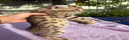 Keetso cats for sale: Stunning wild looking polydactyl curl ear keetsos  - Advert 23