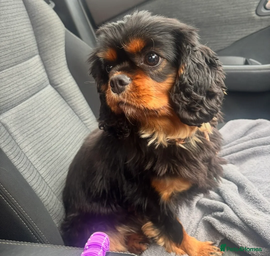 Cavalier King Charles Spaniel dogs for sale: KC registered CKCS Heart/Eye/Health tested - Advert 2