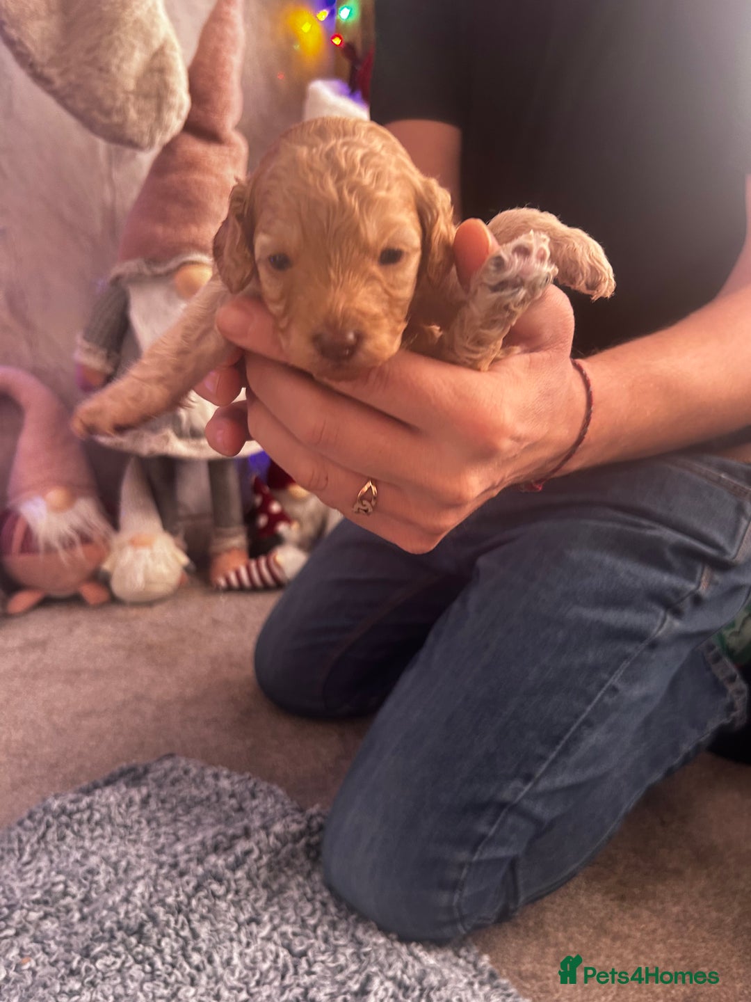 Cockapoo dogs for sale: Beautiful Cockapoo puppies  - Advert 8