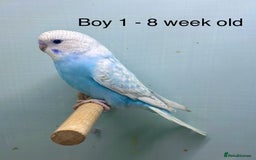 Budgerigars birds for sale: Stunning 8 week old baby budgies  - Advert 1