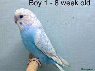 Budgerigars birds Stunning 8 week old baby budgies - Advert 2