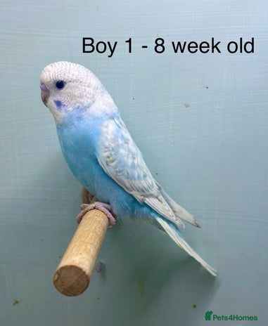 Budgerigars birds Stunning 8 week old baby budgies - Advert 2