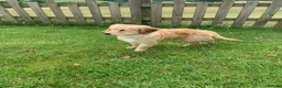 Golden Retriever dogs for sale: GOLDEN RETRIEVER PUPPY GIRL - Advert 4