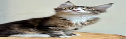 Maine Coon cats for sale: Beautiful Maine Coon kittens - Advert 10