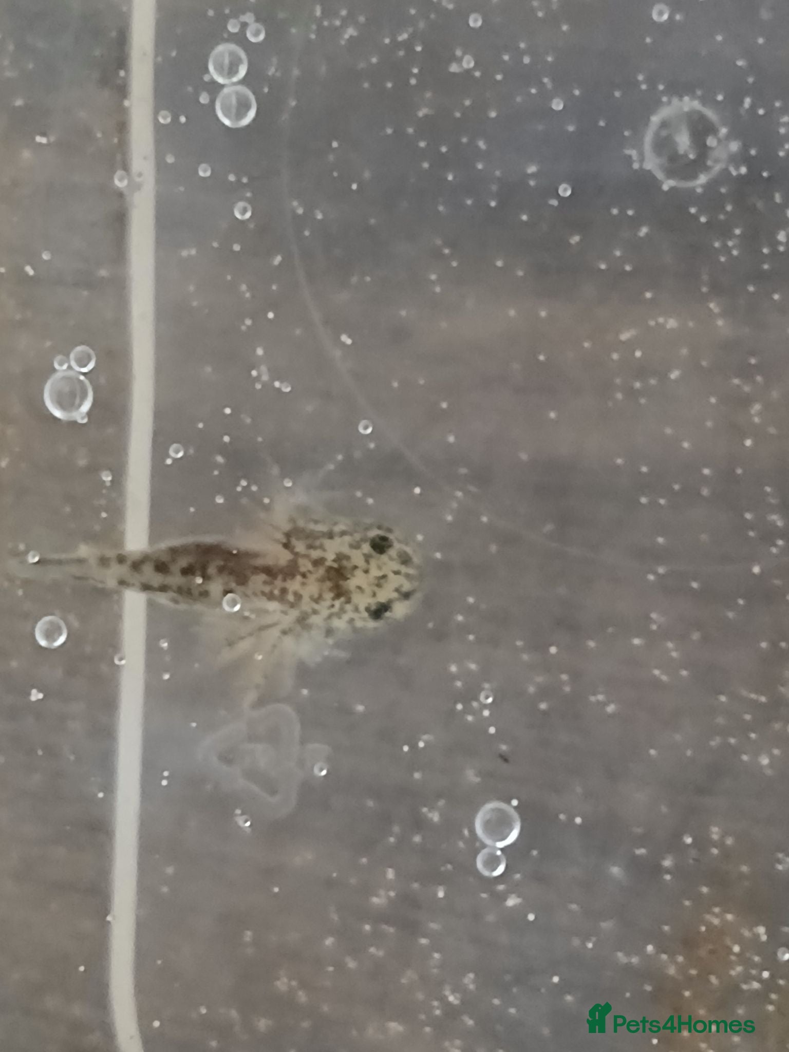 Axolotl reptiles Axolotl babies. Started hatching 7 April. - Advert 10