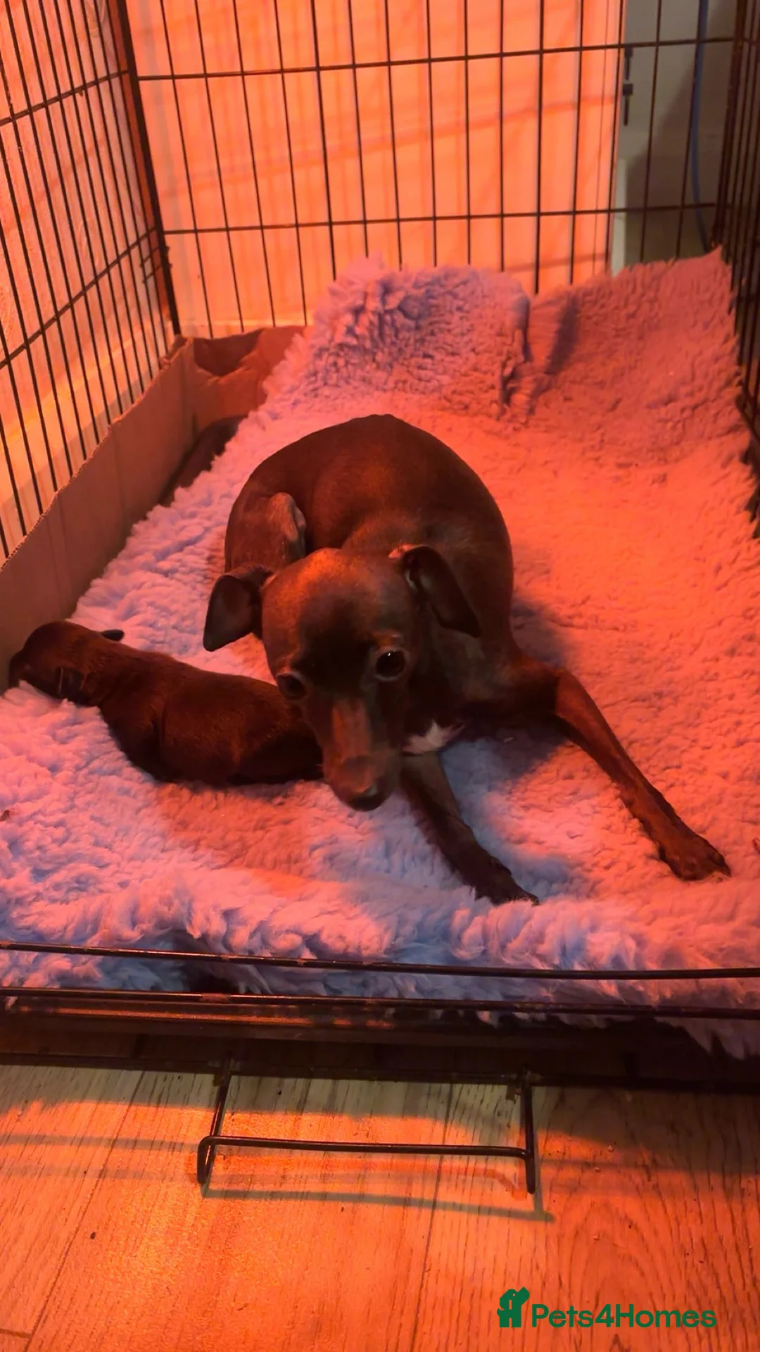 Italian Greyhound dogs for sale: Stunning Italian greyhound  puppy  - Advert 6