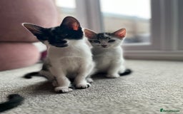 Domestic Shorthair cats for sale: Kittens - Image 3