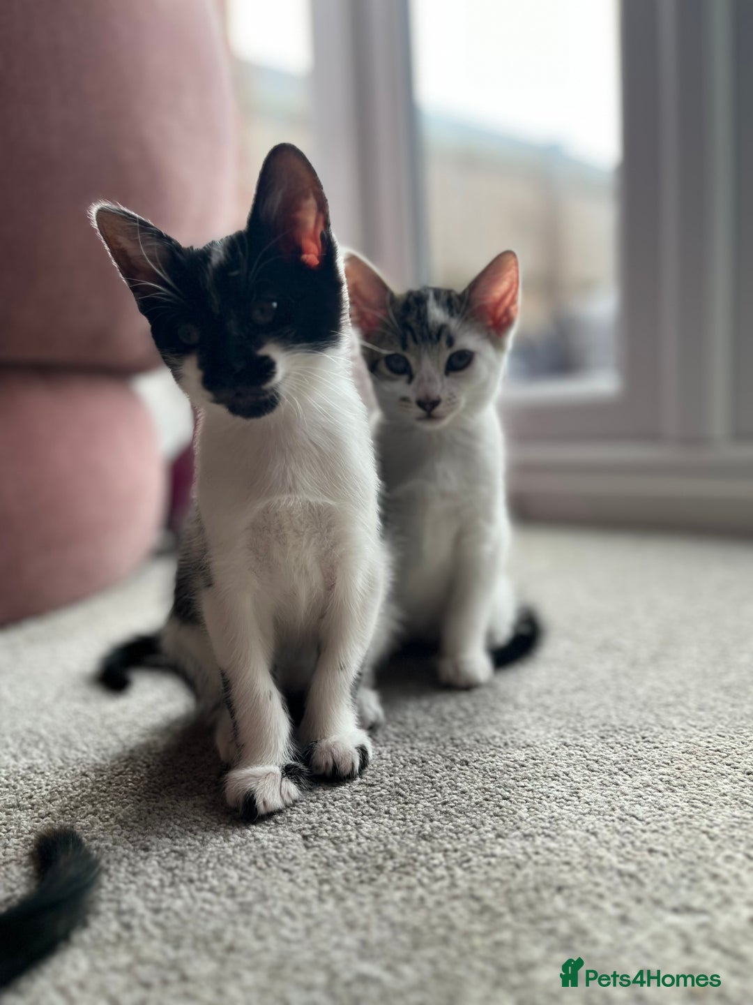 Domestic Shorthair cats for sale: Kittens - Image 3