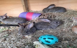 Continental Giant rabbits for sale: Beautiful Giant Continental Babies - Image 15