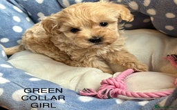Cavachon dogs for sale: Super friendly, Litter trained Cavapoochon’s - Image 4