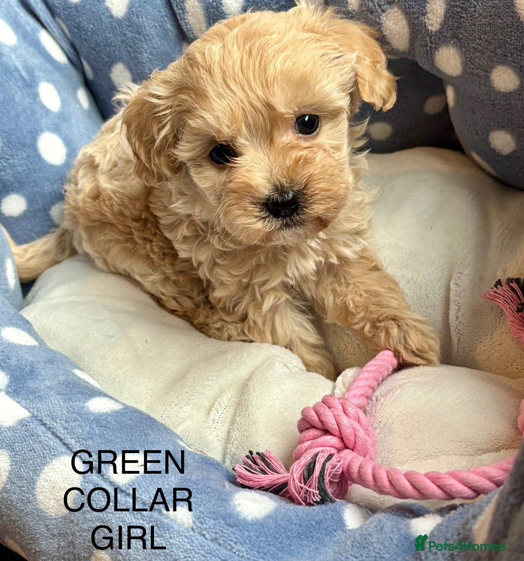 Cavachon dogs for sale: Super friendly, Litter trained Cavapoochon’s - Image 4