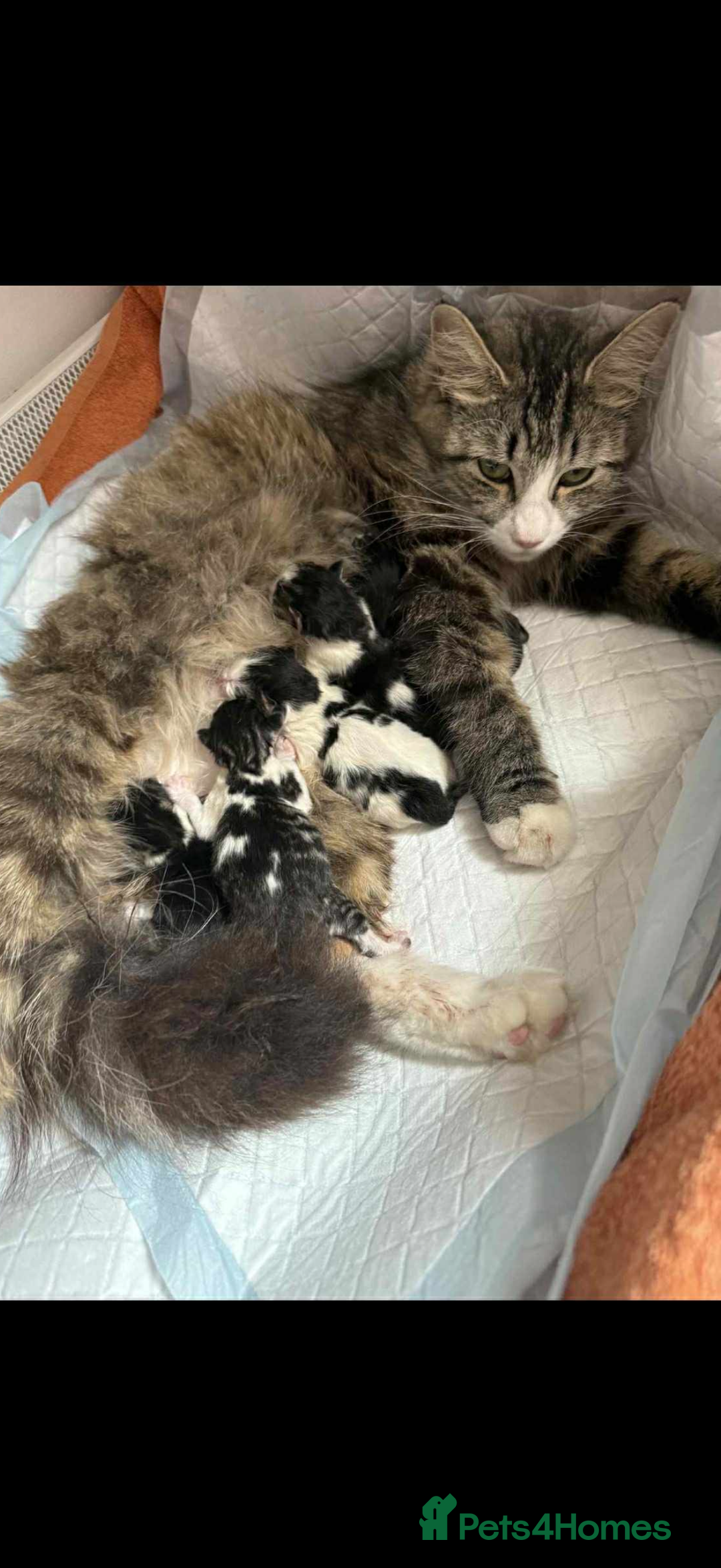 British Longhair cats for sale: ✨ Longhaired Kittens Looking for Loving Homes ✨ - Image 11